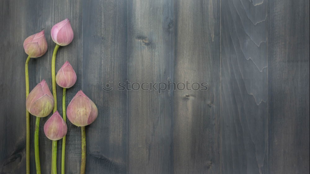 Similar – Image, Stock Photo Pink Plants Flower Blossom