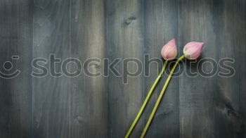 Similar – Image, Stock Photo Oranges on dark background