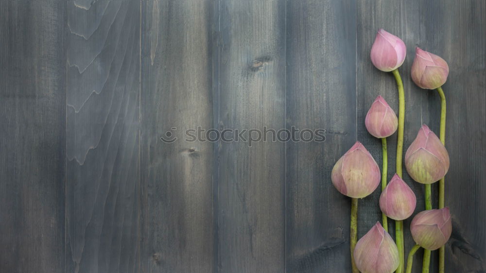 Similar – Image, Stock Photo Pink Plants Flower Blossom