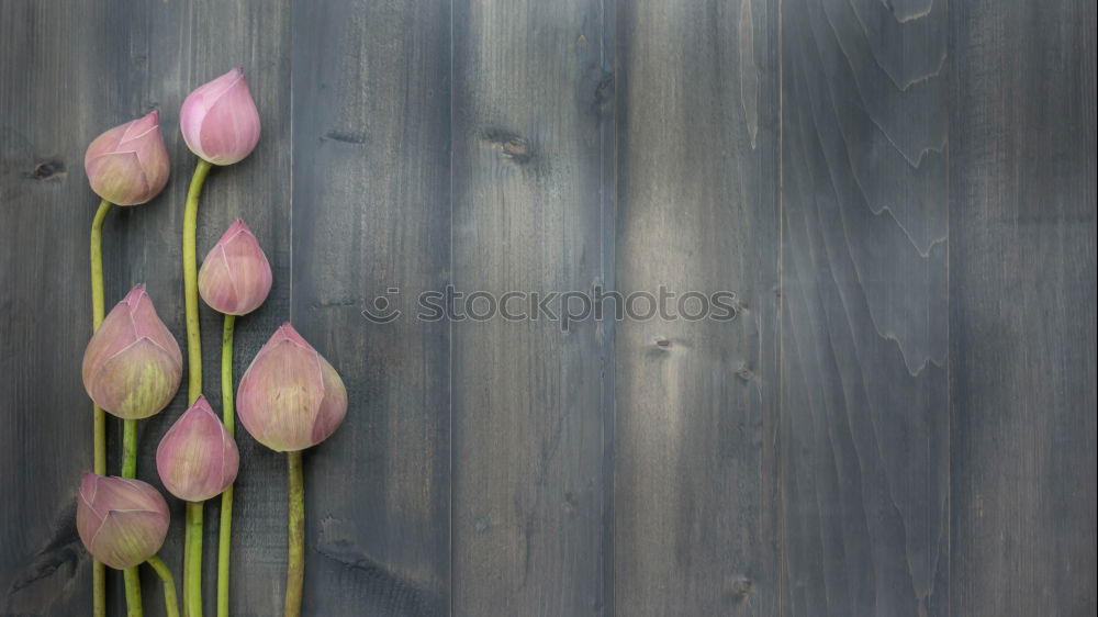 Similar – Image, Stock Photo Pink Plants Flower Blossom