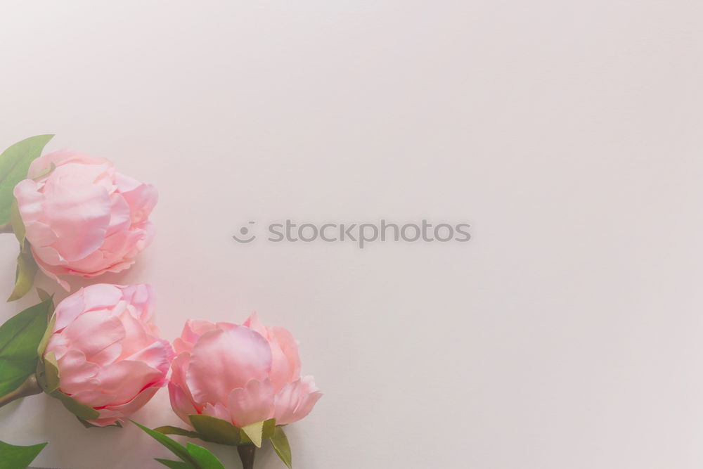 Similar – Image, Stock Photo a little flower for you