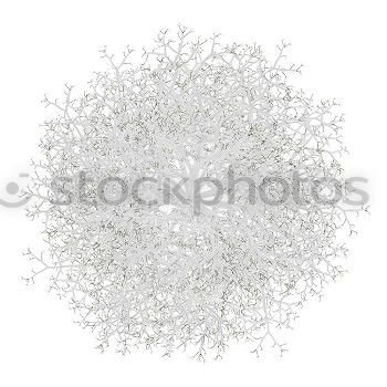 Similar – Image, Stock Photo White flowers on white