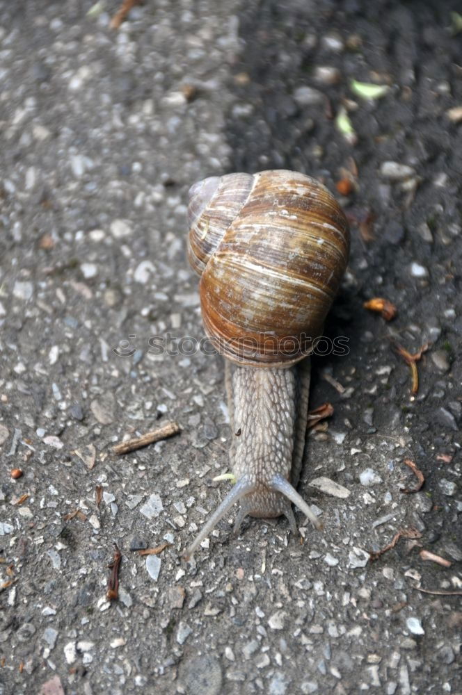 Similar – Image, Stock Photo New tenant wanted Snail