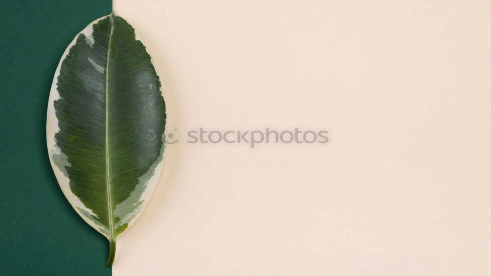 Image, Stock Photo autumn roll Nature