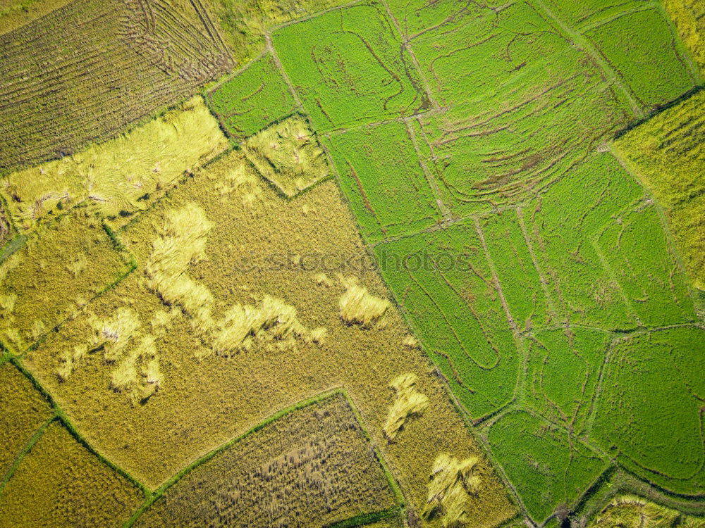 Similar – rapeseed patches