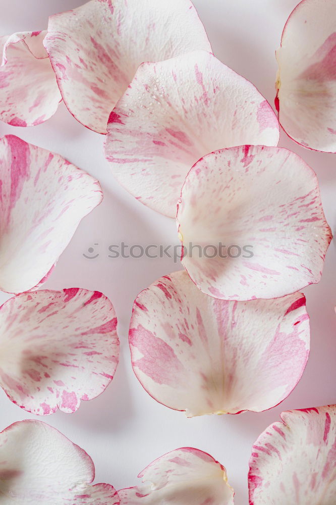 Similar – Image, Stock Photo Fresh garlic on a light pink background