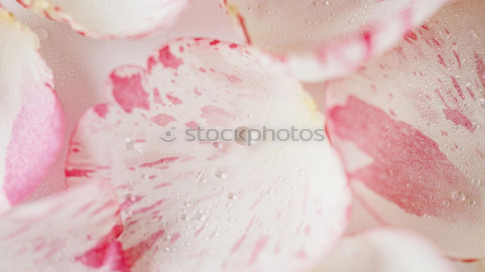 Wet Pink Tulip Petals