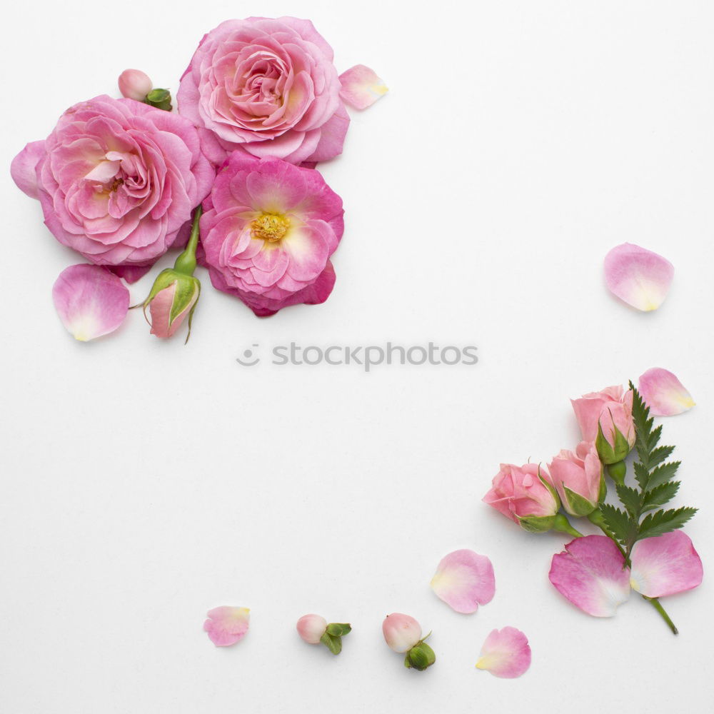 Similar – Beautiful flowers, with empty greeting card