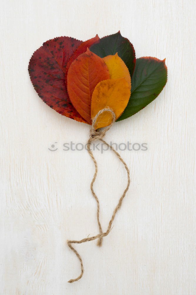 Similar – Image, Stock Photo autumn roll Nature