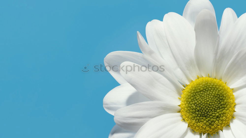 Similar – Image, Stock Photo kamill 3 Summer Nature