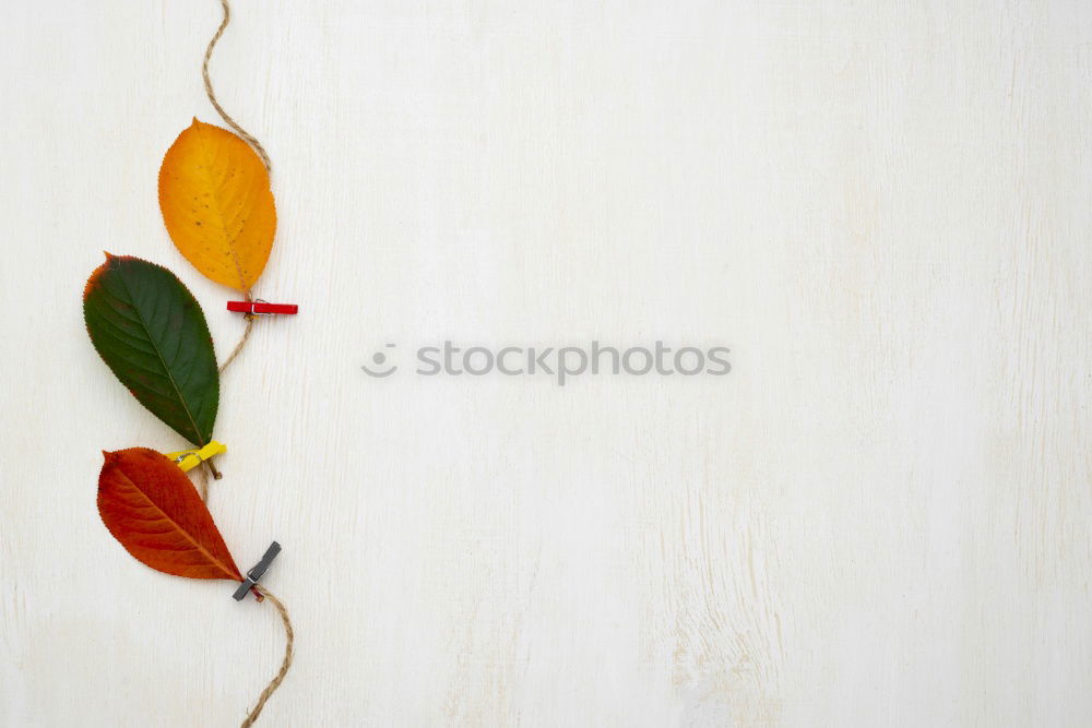 Similar – Image, Stock Photo Autumn leaves and paper on a blue background