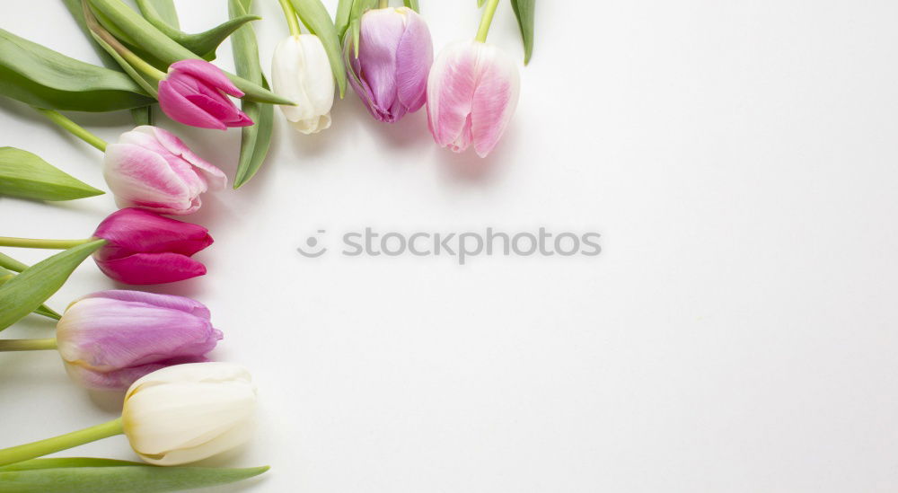 Similar – Weibliche Hände halten schöne große rosa Lilie Blumen