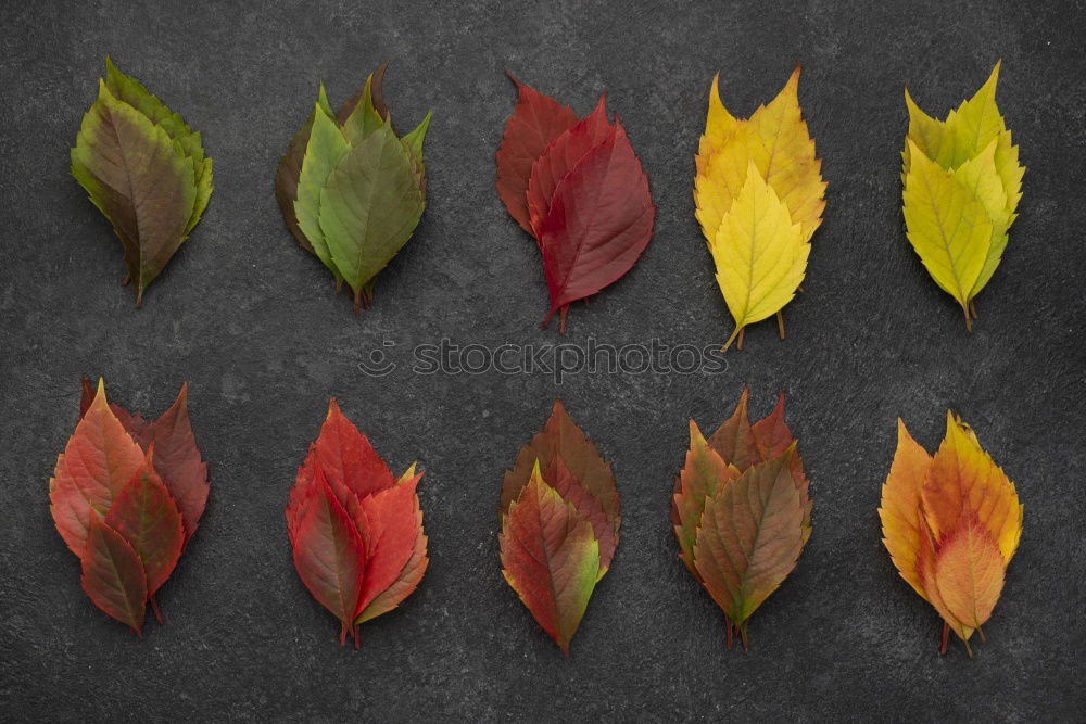 Similar – Image, Stock Photo Colourful autumn decoration