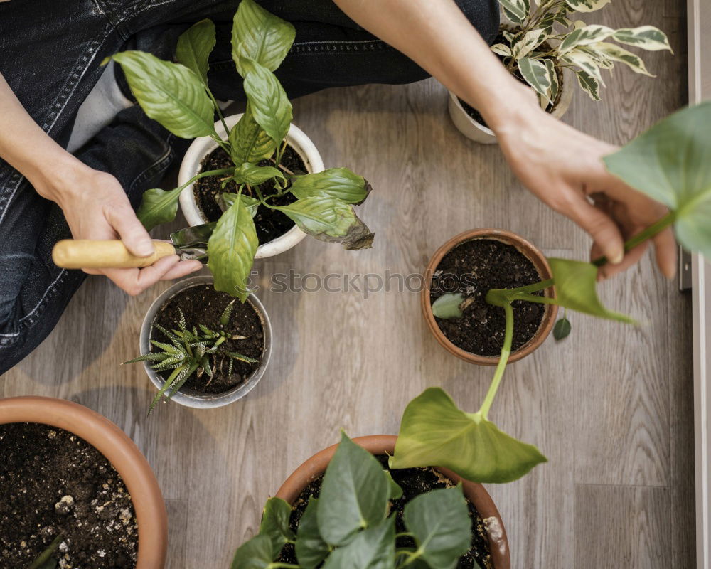 Similar – Image, Stock Photo Woman’s hands transplanting plant.