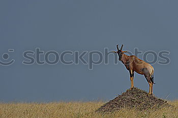 Similar – Image, Stock Photo stonebuck Capricorn Clouds