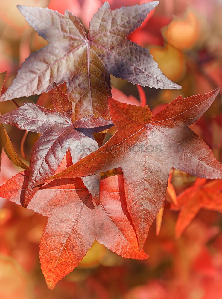 Similar – Luminous leaves