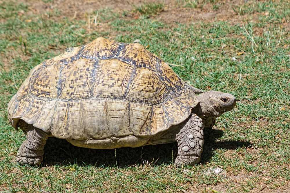 Similar – Schildkröte groß