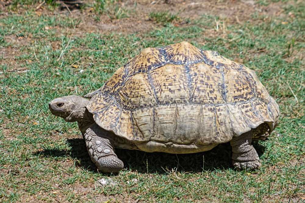 Similar – Schildkröte groß