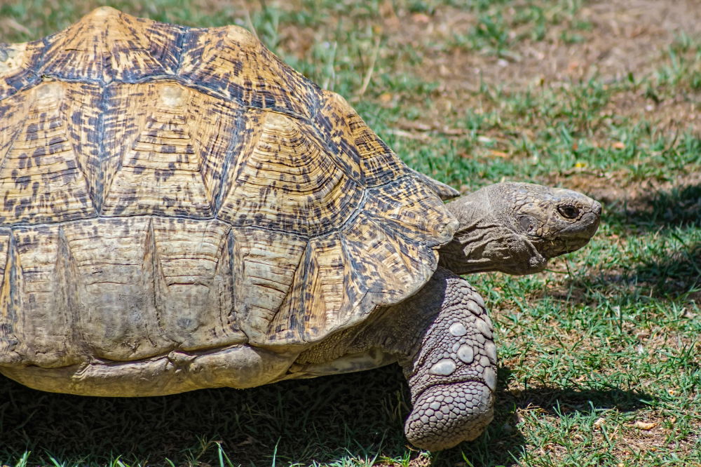 Similar – Schildkröte groß