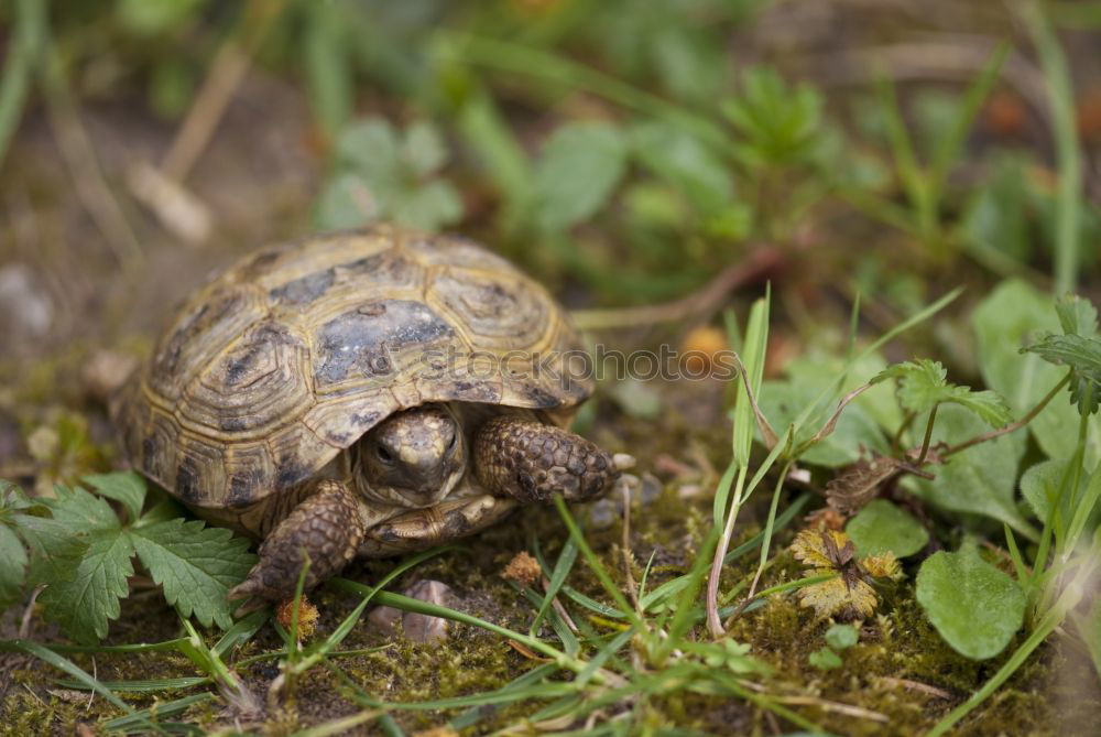 Similar – Image, Stock Photo turtles Eating Environment