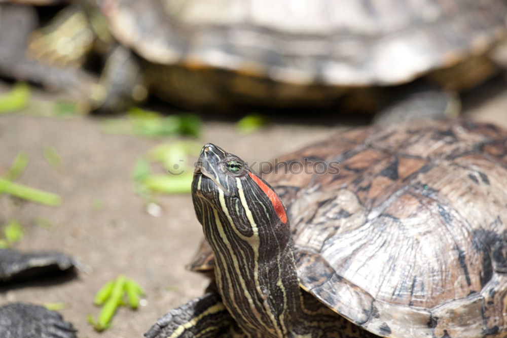 Similar – Image, Stock Photo Big turtle on old wooden desk