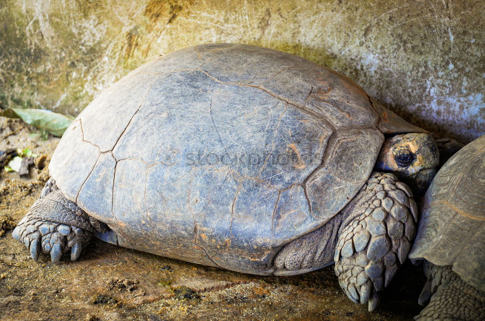 Similar – Schildkröte groß