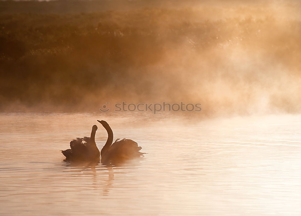 Similar – Image, Stock Photo New Zealand 162 Long shot