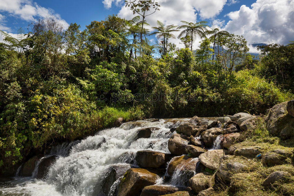 Similar – Alligator Creek Umwelt