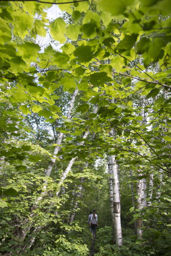 forest Forest Tree Nature