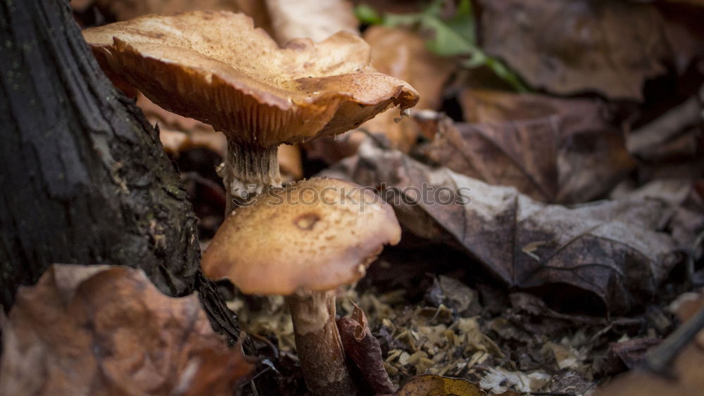 Image, Stock Photo mushrooms Nature Autumn