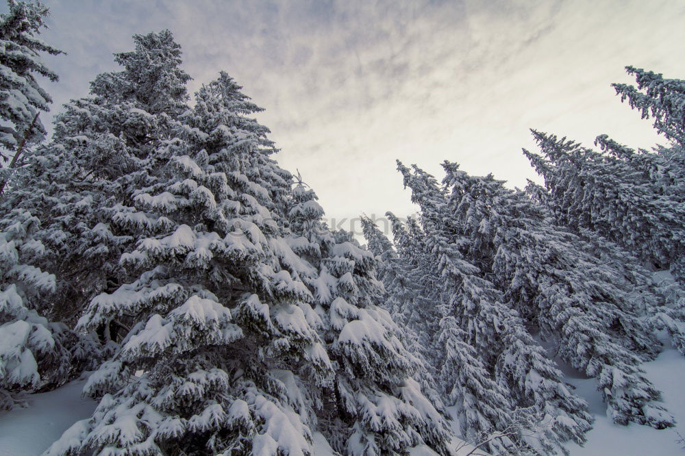 Similar – Image, Stock Photo All powdered for a white Christmas