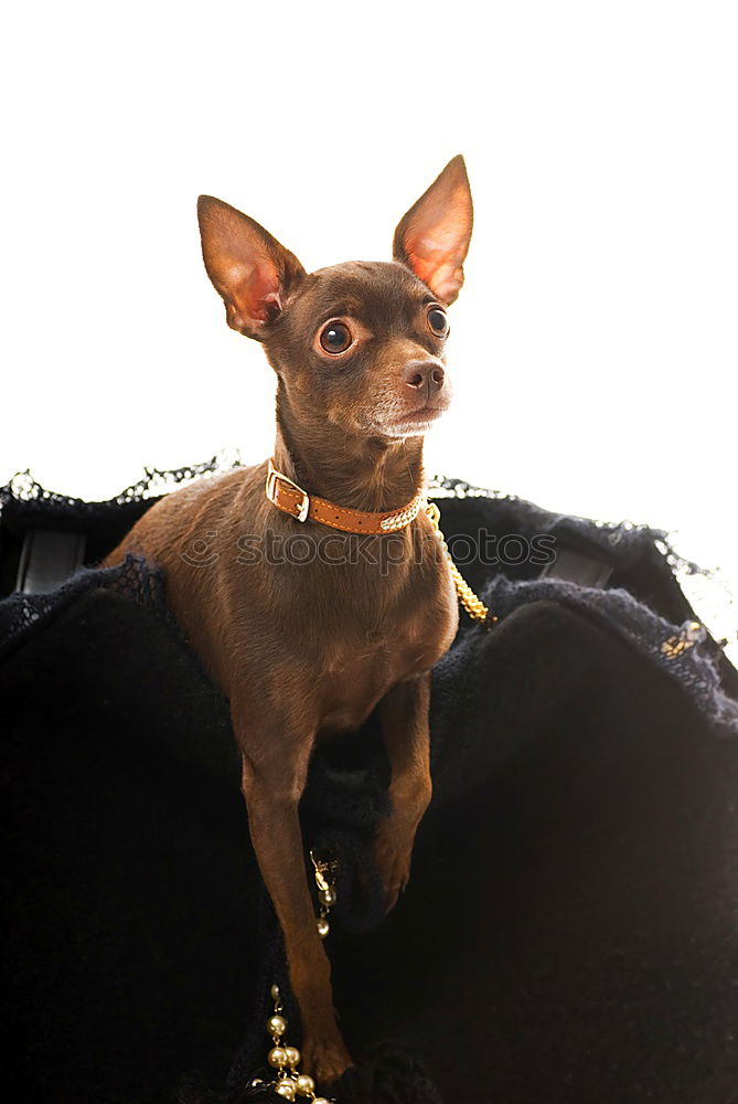Similar – Image, Stock Photo Dog in front of wall