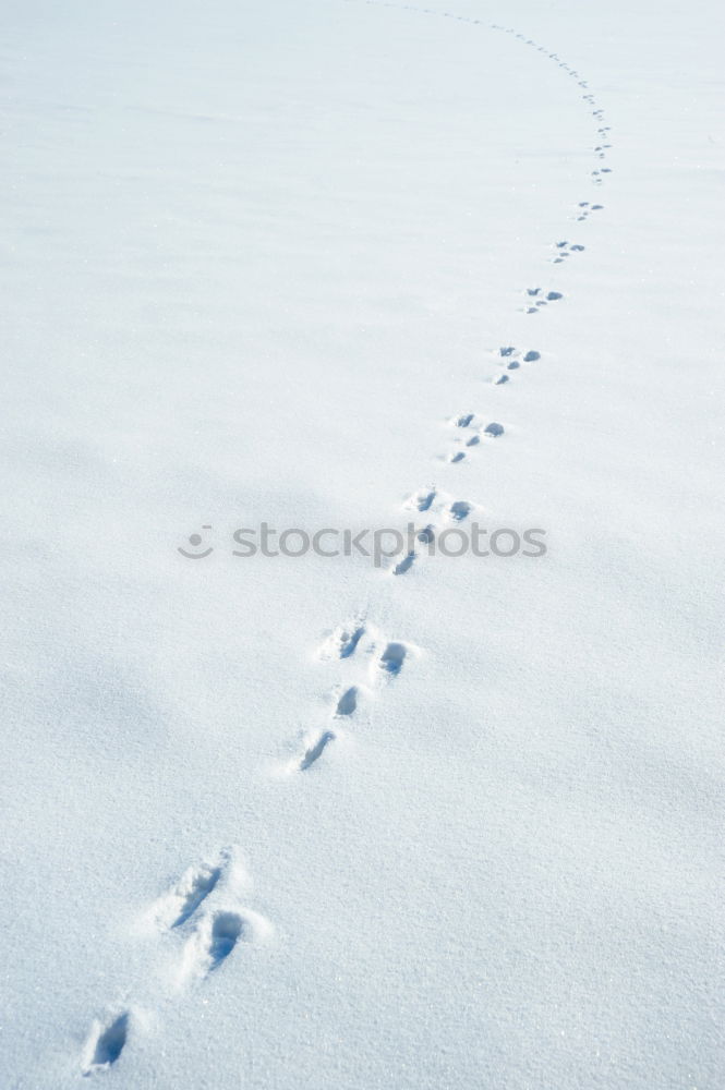 Similar – Tracks in the snow #4