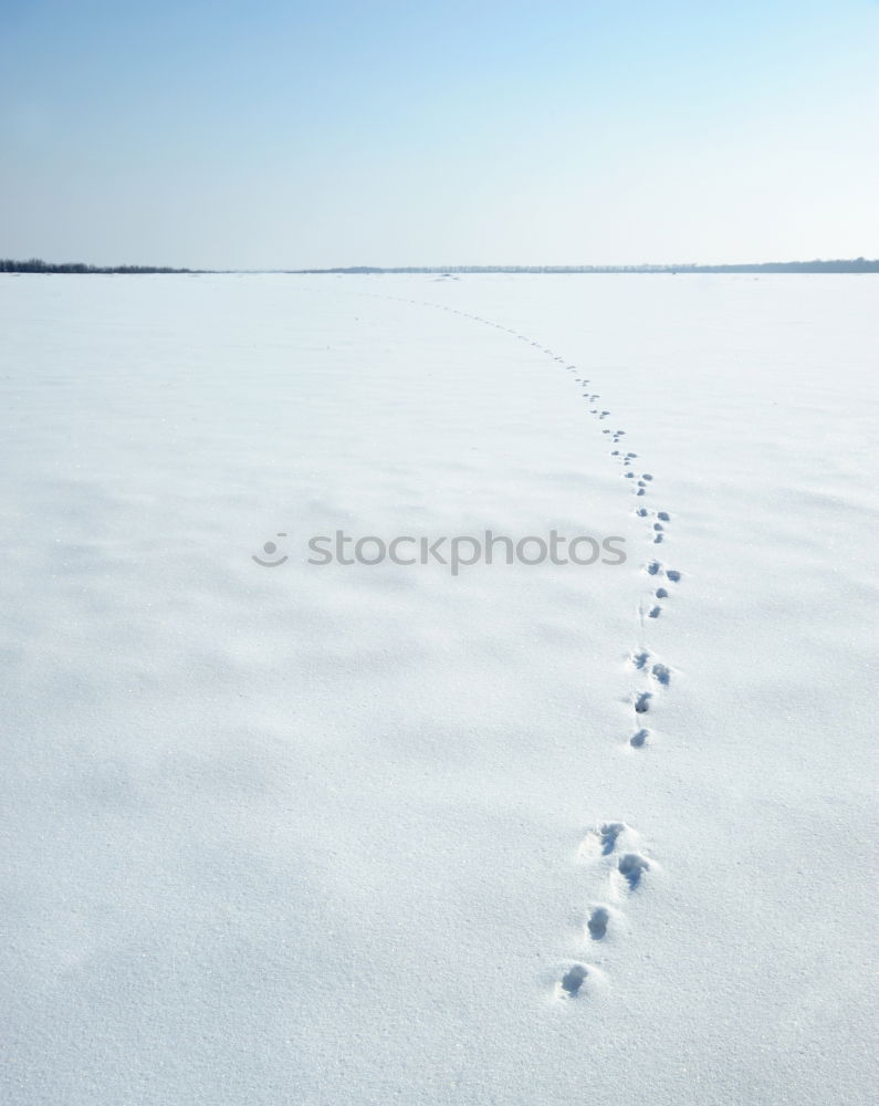 Similar – Foto Bild Eskimo wettlauf Winter