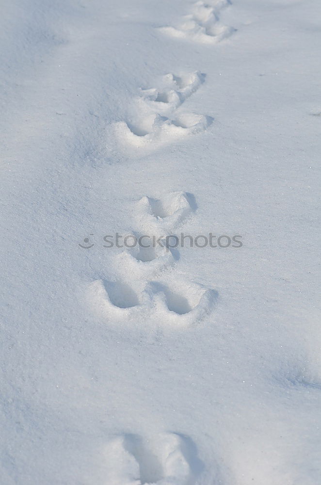 Similar – Vorwärts im Schnee Hund