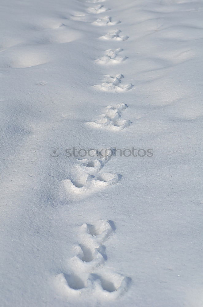 Similar – in twos Barefoot Catwalk