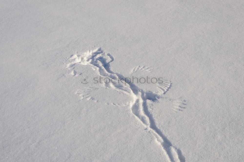 Similar – Tracks in the snow #4