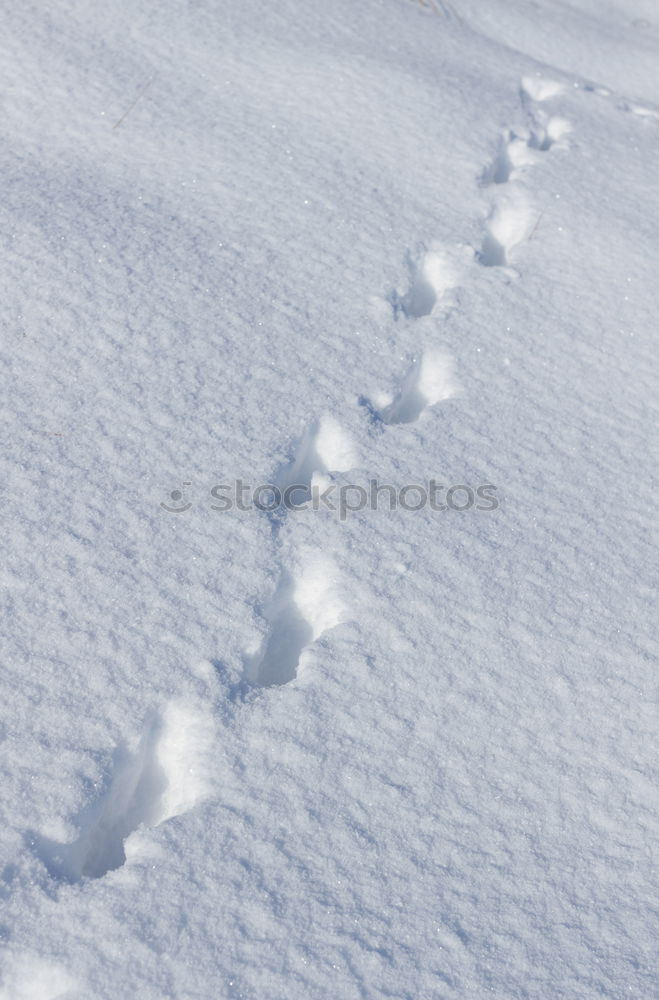 Similar – Vorwärts im Schnee Hund