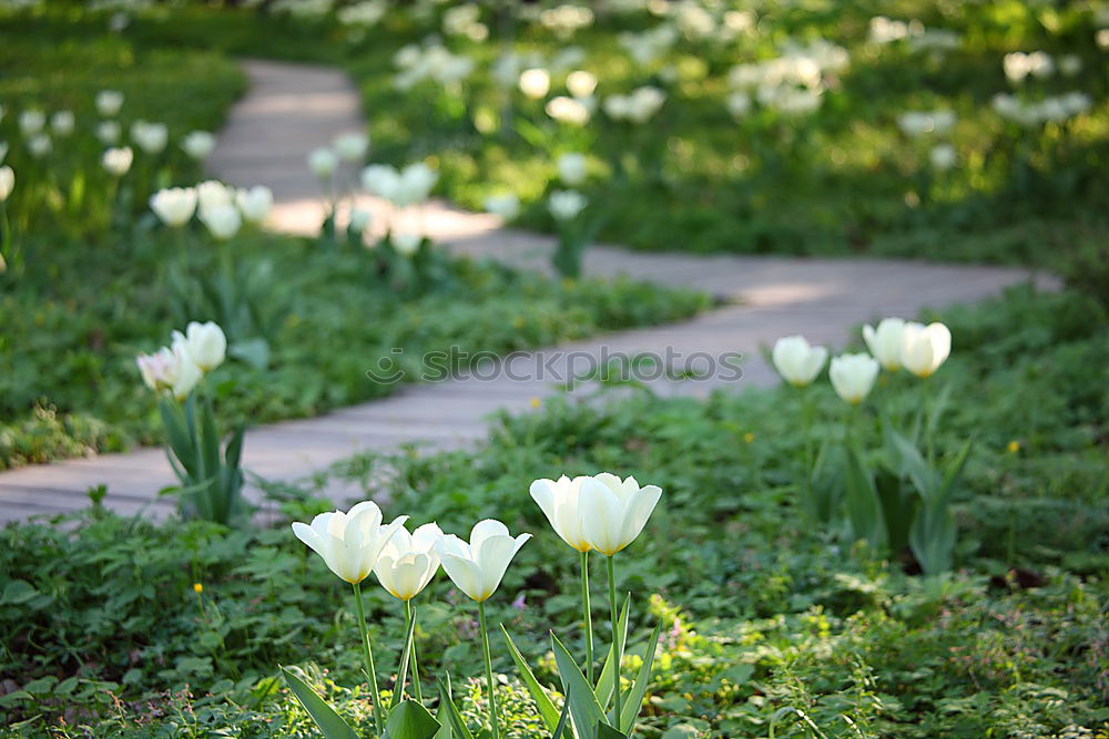 Similar – Image, Stock Photo forest ground Environment