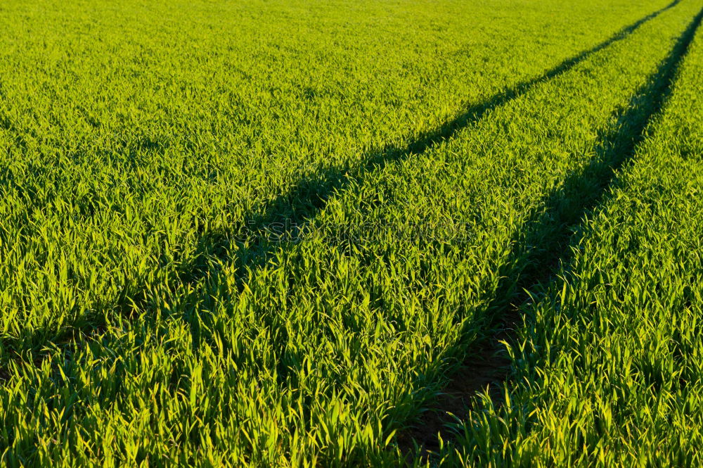 Similar – barrier tape Meadow Lawn