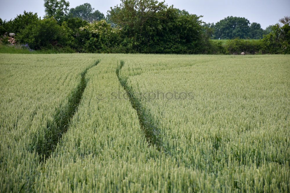 Similar – grün Degersen Getreide