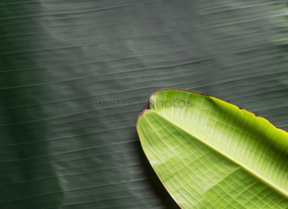 Similar – Image, Stock Photo CAMOUFLAGE Plant Animal