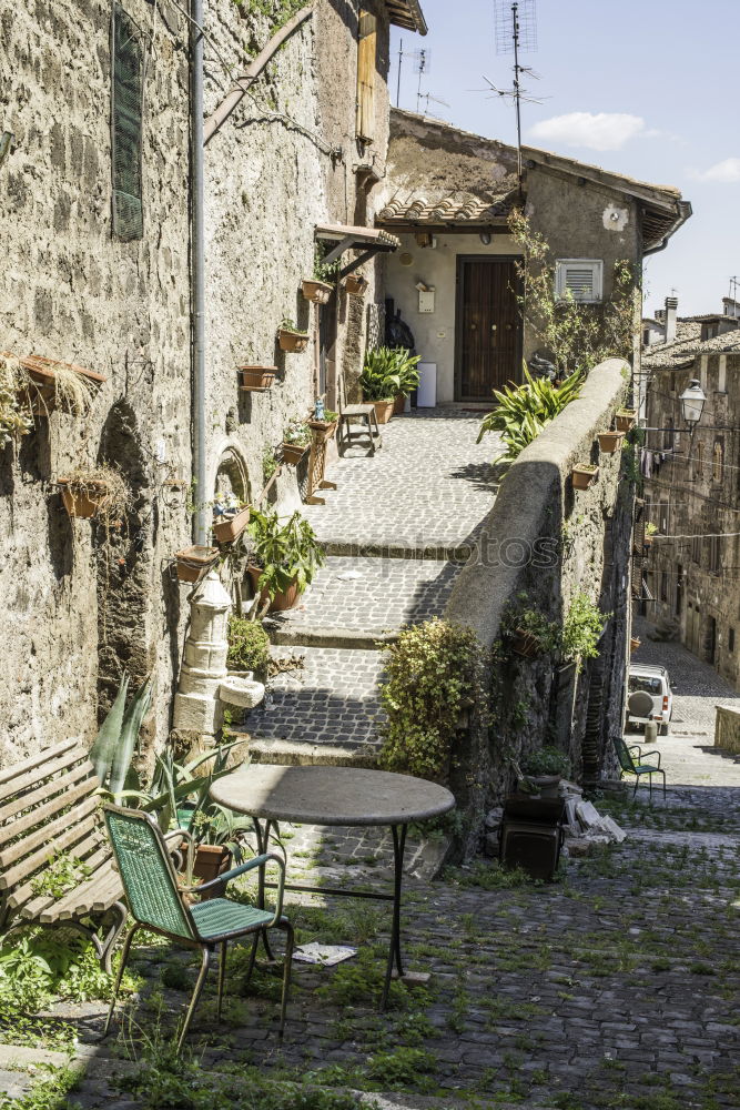 Similar – Image, Stock Photo Flowerto horses Village