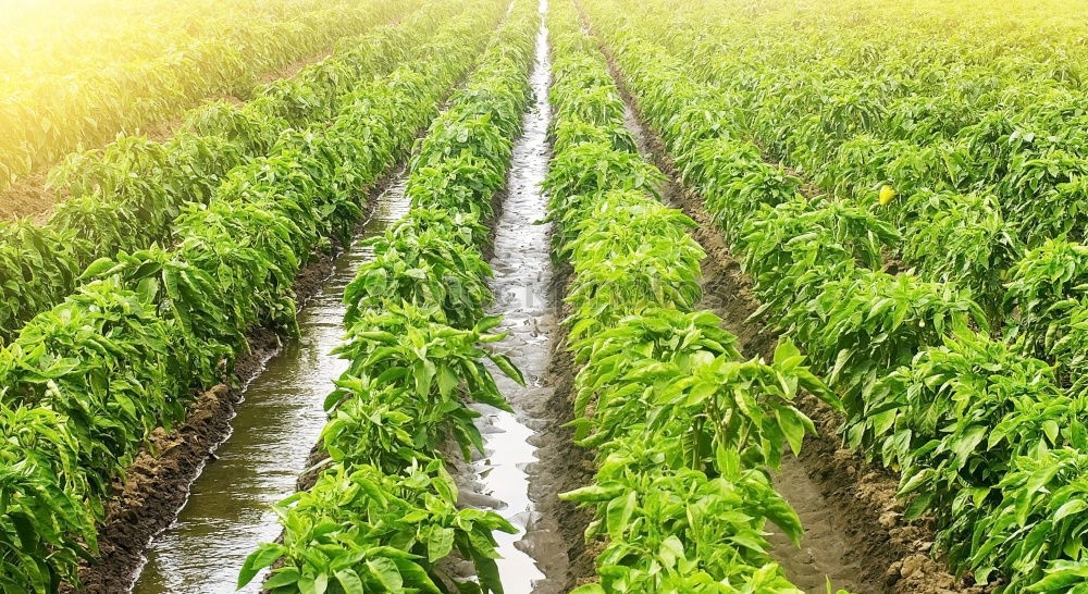 Similar – Image, Stock Photo Harvesting spinach from a vegetable field