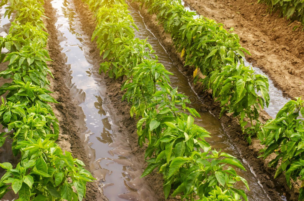 Similar – Image, Stock Photo Harvesting spinach from a vegetable field