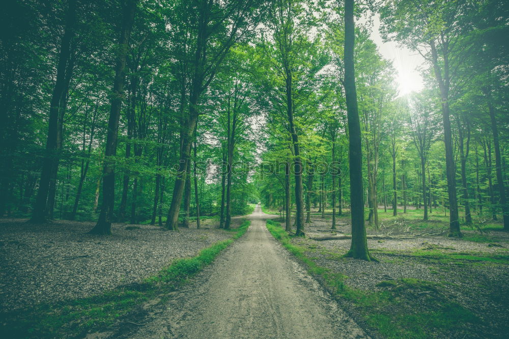 Similar – Landscape of road running away in woods