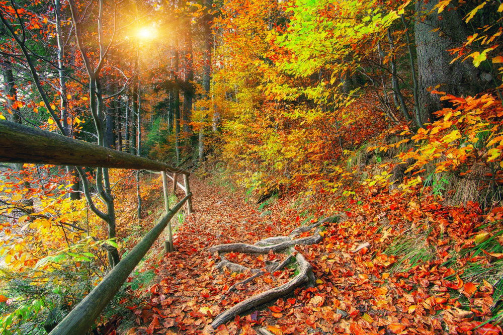 Similar – Image, Stock Photo Forest alley with autumn leaves and wooden bench