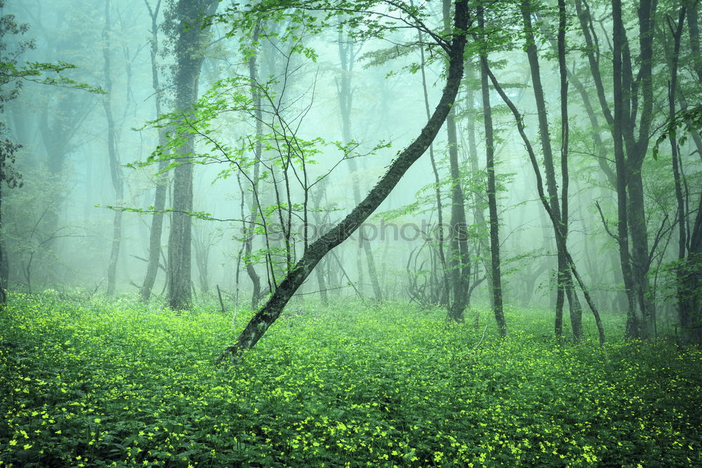 Similar – Fantasy forest with fog and yellow foliage