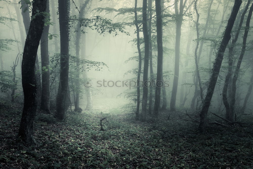 Similar – Image, Stock Photo After Rainforest [7] Trip