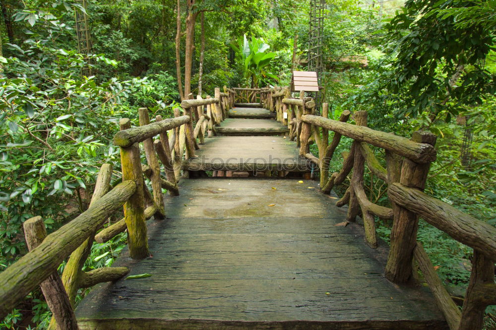 Similar – Hängebrücke zwischen zwei grossen Bäumen, Amazonasbecken, Peru, Südamerika